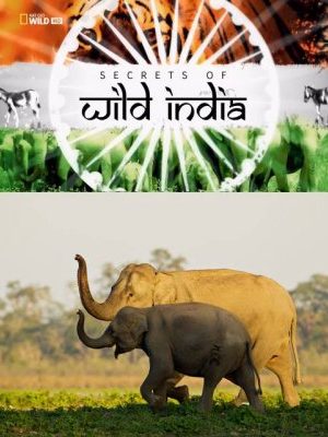 Bí Ẩn Thế Giới Hoang Dã Ấn Độ: Vương Quốc Loài Voi