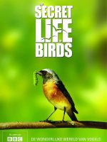Bí ẩn cuộc sống loài chim